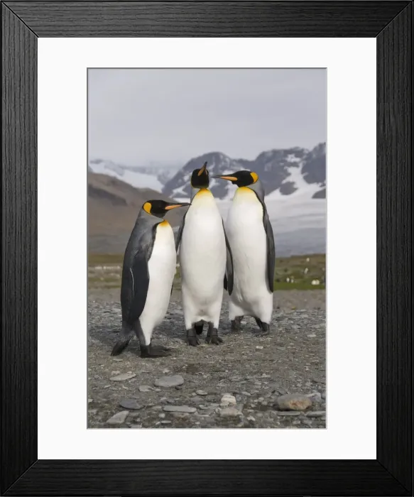Framed Print : King penguins, St. Andrews Bay, South Georgia, South Atlantic Framed Print : King penguins, St. Andrews Bay, South Georgia, South Atlantic