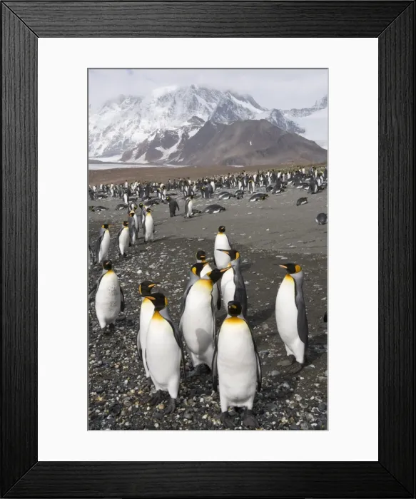 Framed Print : King penguins, St. Andrews Bay, South Georgia, South Atlantic Framed Print : King penguins, St. Andrews Bay, South Georgia, South Atlantic