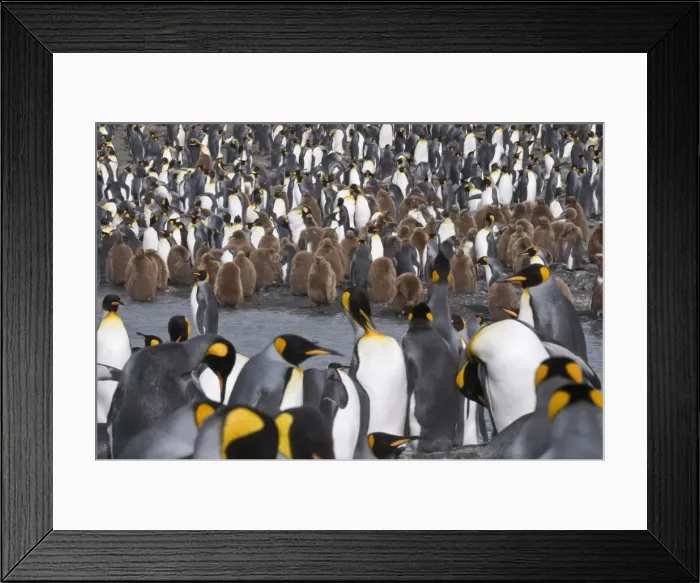 Framed Print : King penguins with brown feathered chicks, St. Andrews Bay, South Georgia, South Atlantic Framed Print : King penguins with brown feathered chicks, St. Andrews Bay, South Georgia, South Atlantic