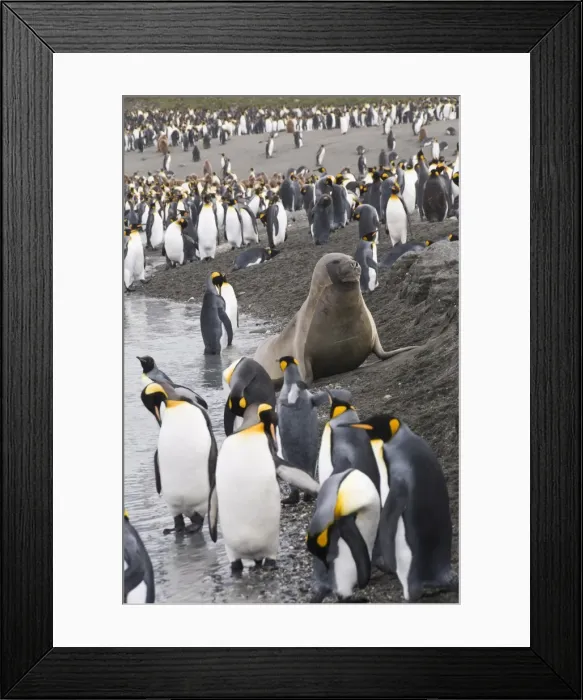 Framed Print : Fur seal and king penguins, St. Andrews Bay, South Georgia, South Atlantic Framed Print : Fur seal and king penguins, St. Andrews Bay, South Georgia, South Atlantic