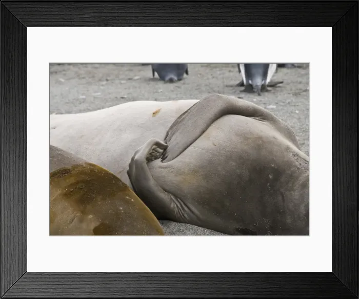 Framed Print : Young elephant seals, St. Andrews Bay, South Georgia, South Atlantic Framed Print : Young elephant seals, St. Andrews Bay, South Georgia, South Atlantic