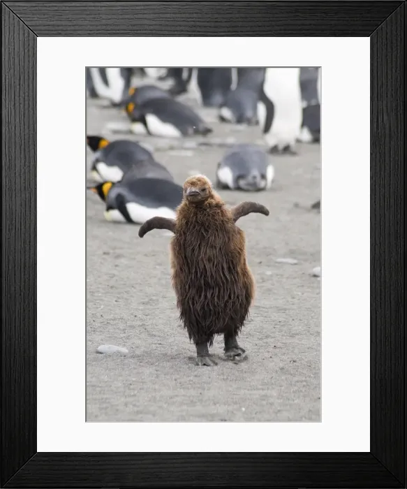 Framed Print : Brown feathered king penguin chick, St. Andrews Bay, South Georgia, South Atlantic Framed Print : Brown feathered king penguin chick, St. Andrews Bay, South Georgia, South Atlantic