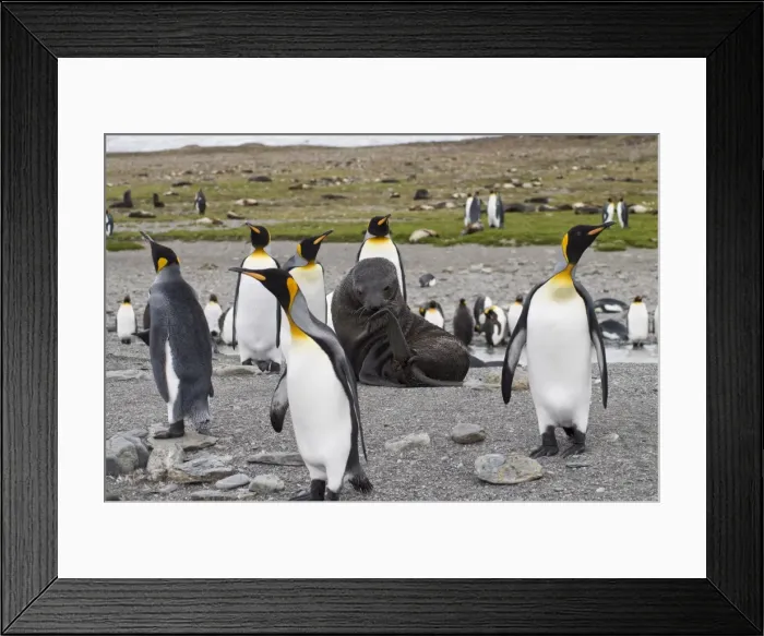 Framed Print : Seal and king penguins, St. Andrews Bay, South Georgia, South Atlantic Framed Print : Seal and king penguins, St. Andrews Bay, South Georgia, South Atlantic