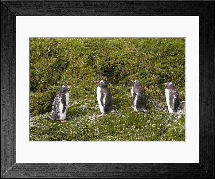 Framed Print : Gentoo penguins moulting, Fortuna Bay, South Georgia, South Atlantic