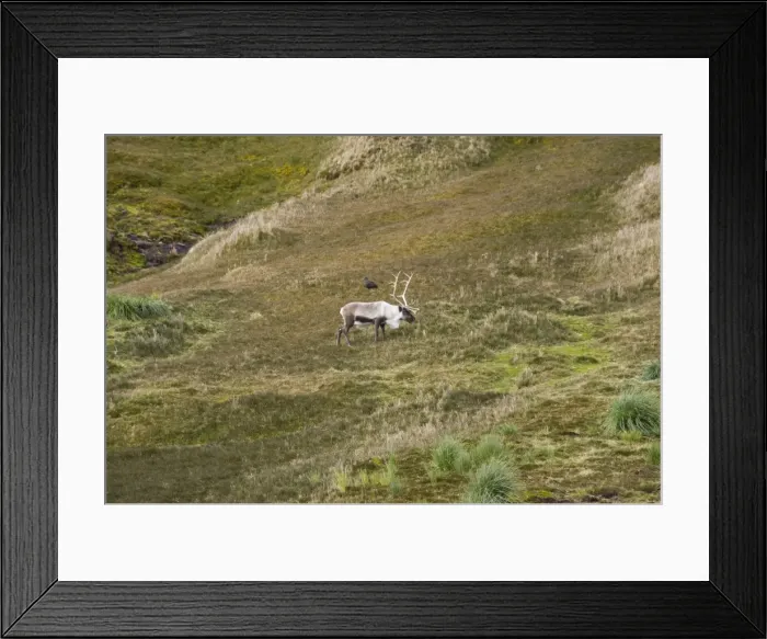 Framed Print : Reindeer, Fortuna Bay, South Georgia, South Atlantic Framed Print : Reindeer, Fortuna Bay, South Georgia, South Atlantic