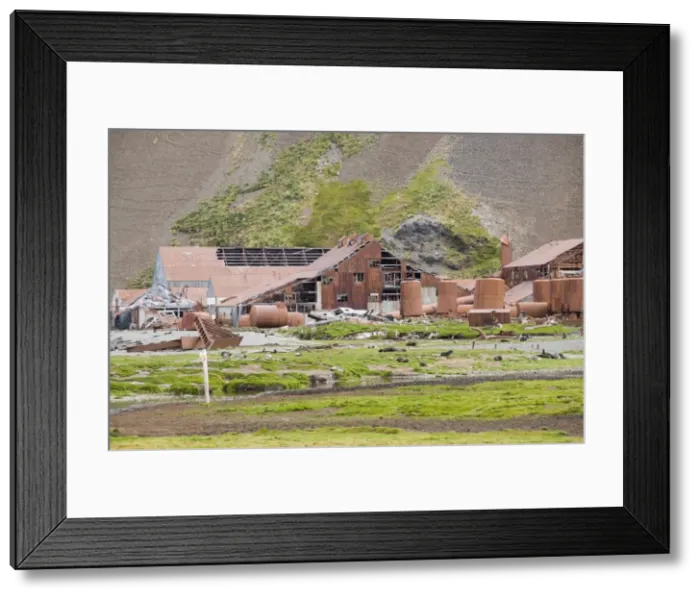 Framed Print : Fur seals in front of Old Whaling station at Stromness Bay, South Georgia, South Atlantic Framed Print : Fur seals in front of Old Whaling station at Stromness Bay, South Georgia, South Atlantic