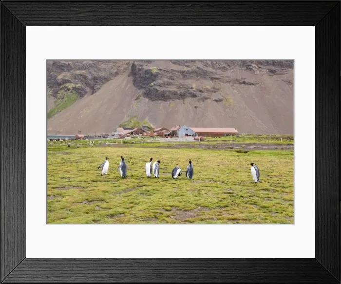 Framed Print : King Penguins in front of Old Whaling station at Stromness Bay, South Georgia Framed Print : King Penguins in front of Old Whaling station at Stromness Bay, South Georgia