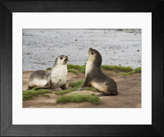 Framed Print : Fur seals, Stromness Bay, South Georgia, South Atlantic Framed Print : Fur seals, Stromness Bay, South Georgia, South Atlantic