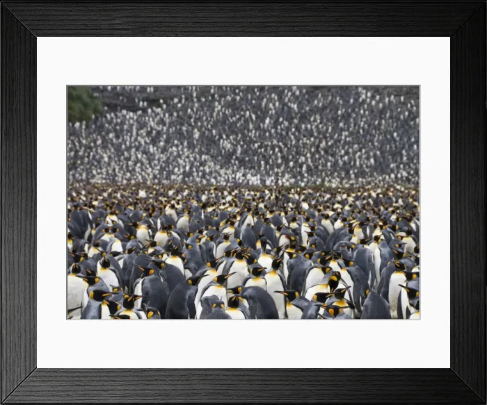 Framed Print : King penguins, Salisbury Plain, South Georgia, South Atlantic Framed Print : King penguins, Salisbury Plain, South Georgia, South Atlantic