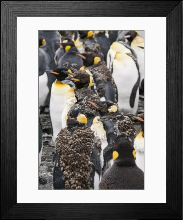 Framed Print : King penguins, Salisbury Plain, South Georgia, South Atlantic Framed Print : King penguins, Salisbury Plain, South Georgia, South Atlantic