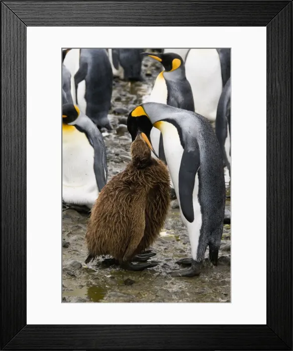 Framed Print : King penguins, Salisbury Plain, South Georgia, South Atlantic Framed Print : King penguins, Salisbury Plain, South Georgia, South Atlantic