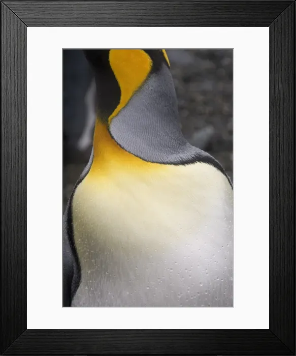 Framed Print : King penguin, Salisbury Plain, South Georgia, South Atlantic Framed Print : King penguin, Salisbury Plain, South Georgia, South Atlantic