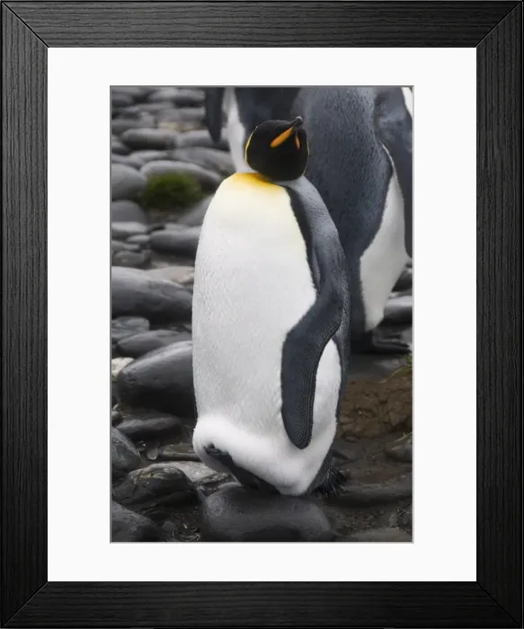 Framed Print : King penguin, Salisbury Plain, South Georgia, South Atlantic Framed Print : King penguin, Salisbury Plain, South Georgia, South Atlantic
