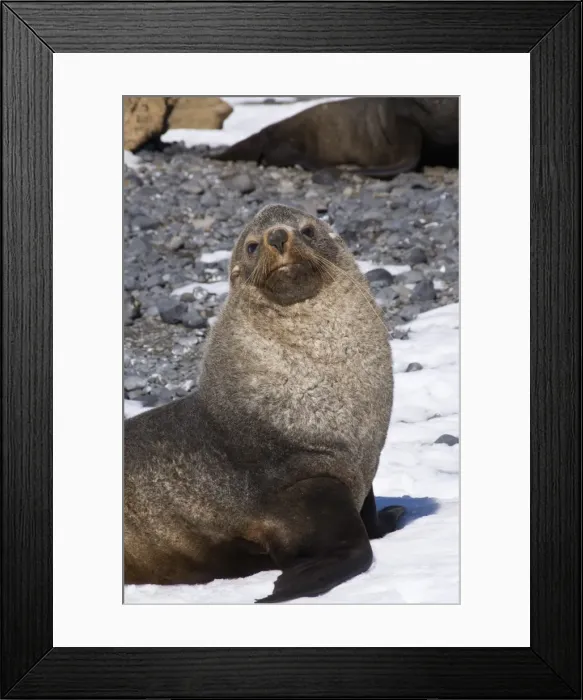 Framed Print : Fur seals at Brown Bluff, Antarctic Peninsula, Antarctica, Polar Regions Framed Print : Fur seals at Brown Bluff, Antarctic Peninsula, Antarctica, Polar Regions