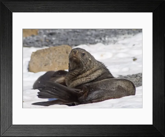Framed Print : Fur seal at Brown Bluff, Antarctic Peninsula, Antarctica, Polar Regions Framed Print : Fur seal at Brown Bluff, Antarctic Peninsula, Antarctica, Polar Regions