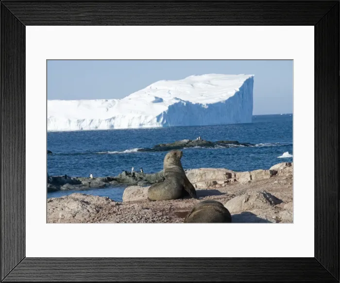 Framed Print : Fur seals, Gourdin Island, Antarctic Peninsula, Antarctica, Polar Regions Framed Print : Fur seals, Gourdin Island, Antarctic Peninsula, Antarctica, Polar Regions