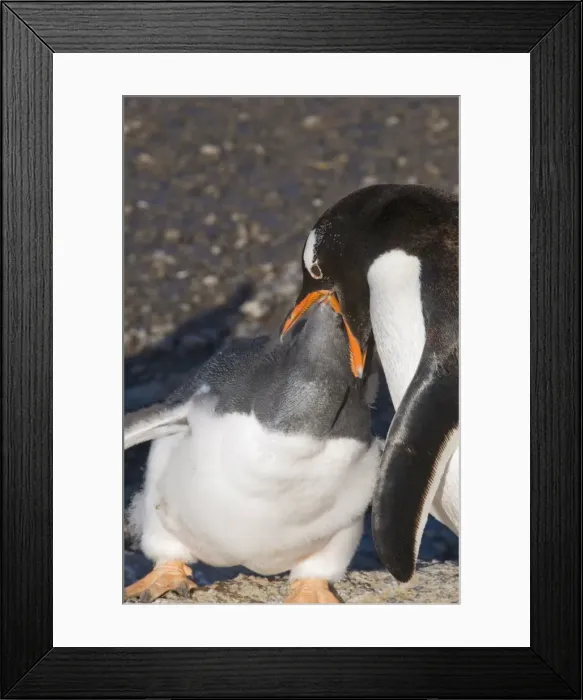 Framed Print : Gentoo penguin feeding large chick, Gourdin Island, Antarctic Peninsula Framed Print : Gentoo penguin feeding large chick, Gourdin Island, Antarctic Peninsula