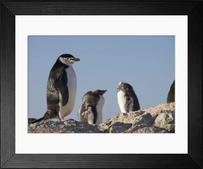 Framed Print : Chinstrap penguin, Gourdin Island, Antarctic Peninsula, Antarctica, Polar Regions Framed Print : Chinstrap penguin, Gourdin Island, Antarctic Peninsula, Antarctica, Polar Regions
