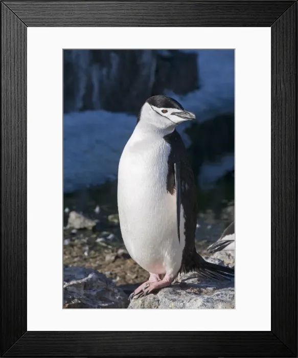 Framed Print : Chinstrap penguin, Gourdin Island, Antarctic Peninsula, Antarctica, Polar Regions Framed Print : Chinstrap penguin, Gourdin Island, Antarctic Peninsula, Antarctica, Polar Regions