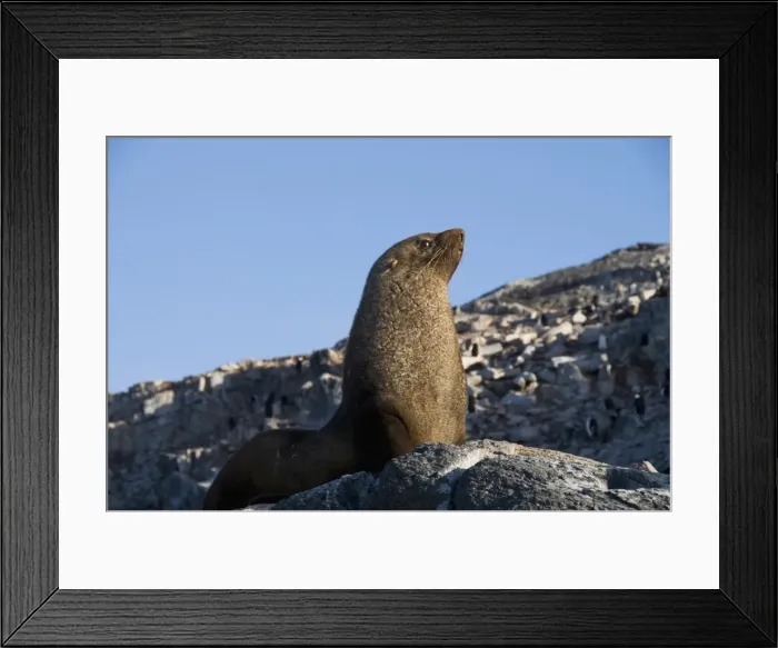 Framed Print : Fur seal, Gourdin Island, Antarctic Peninsula, Antarctica, Polar Regions Framed Print : Fur seal, Gourdin Island, Antarctic Peninsula, Antarctica, Polar Regions