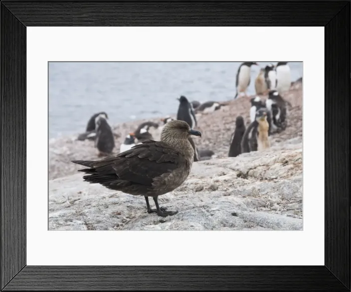 Framed Print : Brown skua, Cuverville Island, Antarctic Peninsula, Antarctica, Polar Regions Framed Print : Brown skua, Cuverville Island, Antarctic Peninsula, Antarctica, Polar Regions