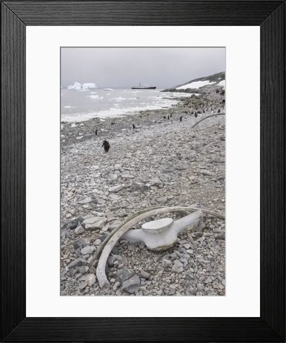 Framed Print : Gentoo penguins and whale bones, Cuverville Island, Antarctic Peninsula Framed Print : Gentoo penguins and whale bones, Cuverville Island, Antarctic Peninsula