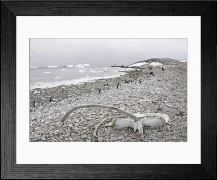Framed Print : Gentoo penguins and whale bones, Cuverville Island, Antarctic Peninsula Framed Print : Gentoo penguins and whale bones, Cuverville Island, Antarctic Peninsula