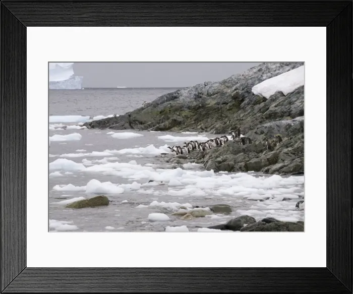 Framed Print : Gentoo penguin, Cuverville Island, Antarctic Peninsula, Antarctica, Polar Regions Framed Print : Gentoo penguin, Cuverville Island, Antarctic Peninsula, Antarctica, Polar Regions