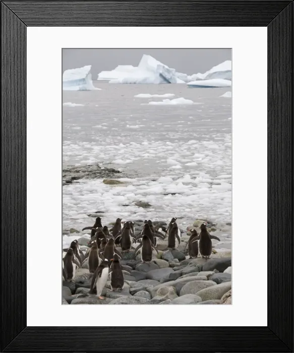 Framed Print : Gentoo penguin, Cuverville Island, Antarctic Peninsula, Antarctica, Polar Regions Framed Print : Gentoo penguin, Cuverville Island, Antarctic Peninsula, Antarctica, Polar Regions