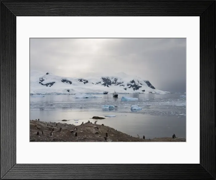 Framed Print : Neko Harbour, Antarctic Peninsula, Antarctica, Polar Regions Framed Print : Neko Harbour, Antarctic Peninsula, Antarctica, Polar Regions