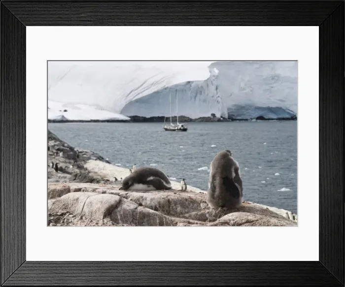 Framed Print : Gentoo penguins, Port Lockroy, Antarctic Peninsula, Antarctica, Polar Regions Framed Print : Gentoo penguins, Port Lockroy, Antarctic Peninsula, Antarctica, Polar Regions