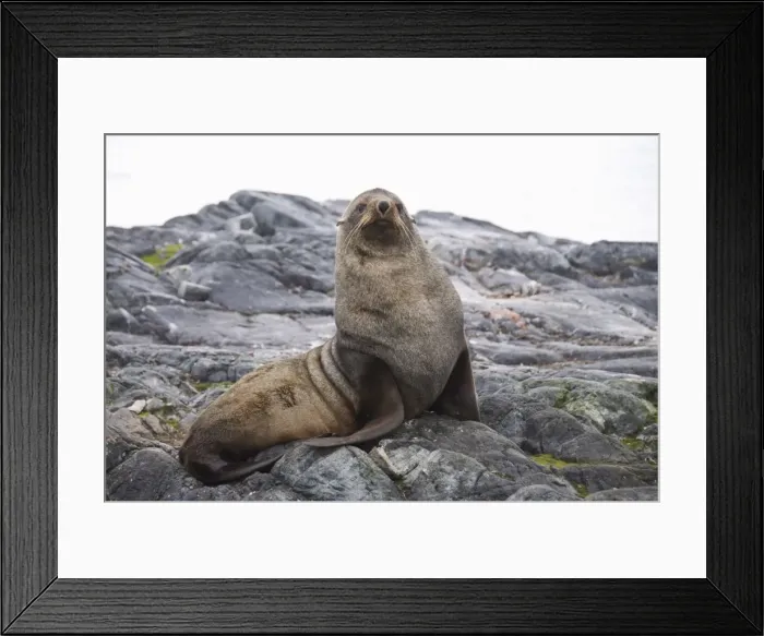 Framed Print : Fur seal, Yalour Island, Antarctic Peninsula, Antarctica, Polar Regions Framed Print : Fur seal, Yalour Island, Antarctic Peninsula, Antarctica, Polar Regions