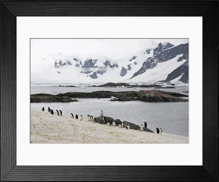 Framed Print : Adelie penguins moulting, Yalour Island, Antarctic Peninsula, Antarctica, Polar Regions Framed Print : Adelie penguins moulting, Yalour Island, Antarctic Peninsula, Antarctica, Polar Regions