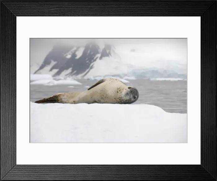 Framed Print : Leopard seal on ice, near Yalour Island, Antarctic Peninsula, Antarctica, Polar Regions Framed Print : Leopard seal on ice, near Yalour Island, Antarctic Peninsula, Antarctica, Polar Regions