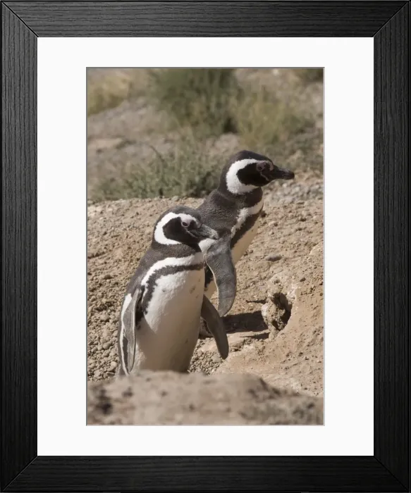 Framed Print : Magellanic penguins, Punta Cantor, Valdes Peninsula, Patagonia, Argentina, South America Framed Print : Magellanic penguins, Punta Cantor, Valdes Peninsula, Patagonia, Argentina, South America