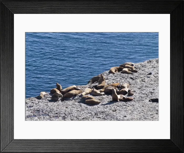 Framed Print : Sea lions at Punta Piramide, Valdes Peninsula, Patagonia, Argentina, South America Framed Print : Sea lions at Punta Piramide, Valdes Peninsula, Patagonia, Argentina, South America