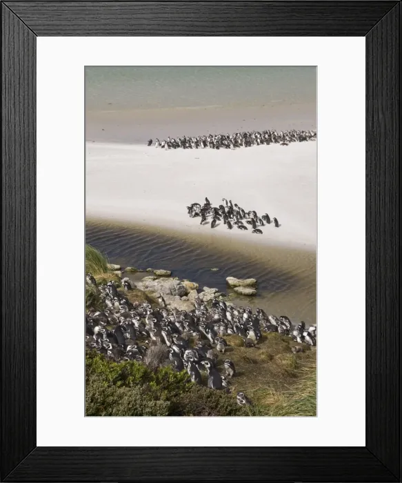 Framed Print : Magellanic penguins, Yorke Bay, Port Stanley, Falkland Islands, South America Framed Print : Magellanic penguins, Yorke Bay, Port Stanley, Falkland Islands, South America