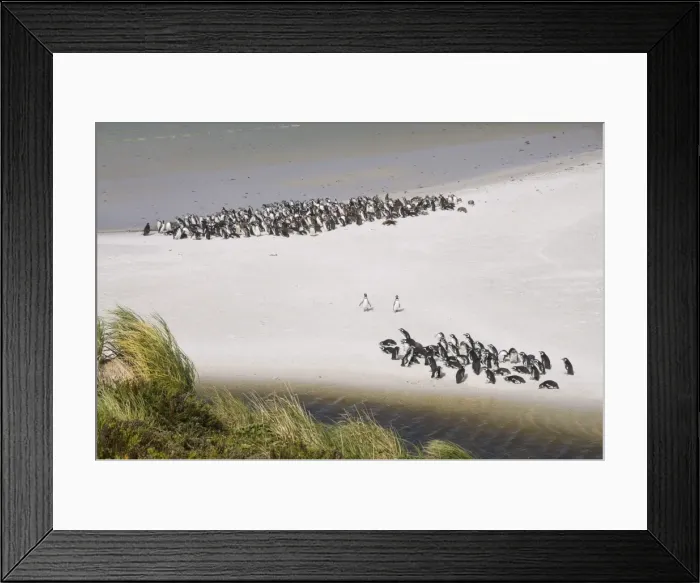 Framed Print : Magellanic penguins, Yorke Bay, Port Stanley, Falkland Islands, South America