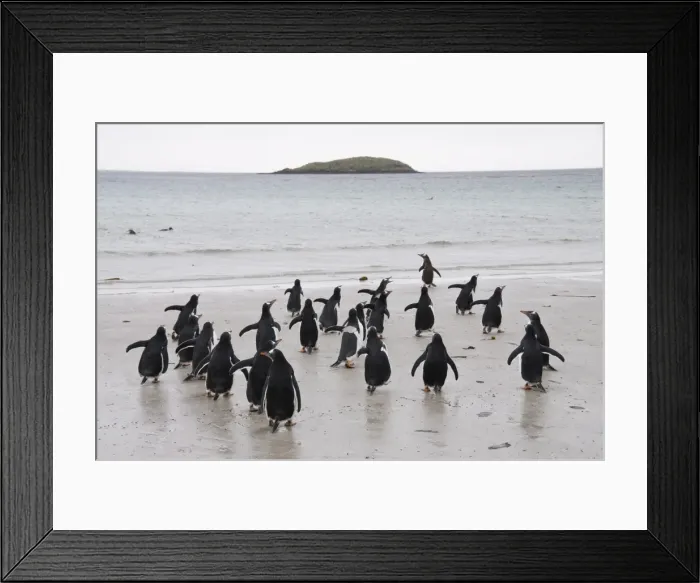 Framed Print : Gentoo penguins, Carcass Island, Falkland Islands, South America Framed Print : Gentoo penguins, Carcass Island, Falkland Islands, South America