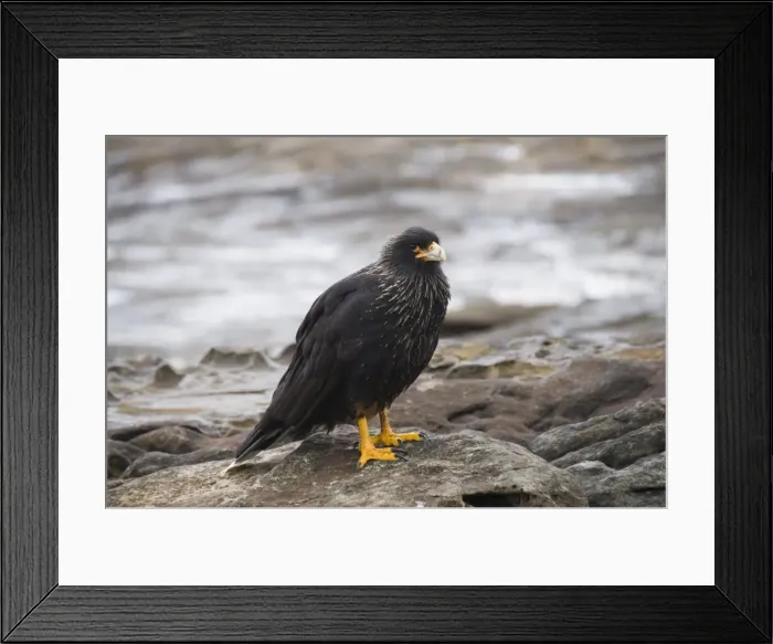 Framed Print : Striated caracara (Phalcoboenus Australis) bird, Carcass Island, Falkland Islands Framed Print : Striated caracara (Phalcoboenus Australis) bird, Carcass Island, Falkland Islands