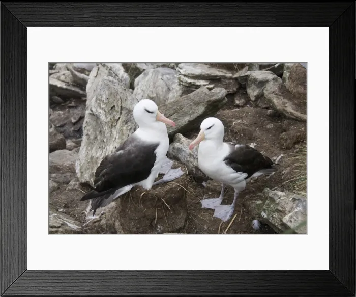 Framed Print : Black browed albatross, West Point Island, Falkland Islands, South America Framed Print : Black browed albatross, West Point Island, Falkland Islands, South America