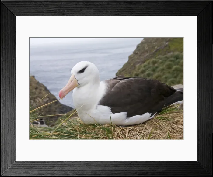 Framed Print : Black browed albatross, West Point Island, Falkland Islands, South America Framed Print : Black browed albatross, West Point Island, Falkland Islands, South America