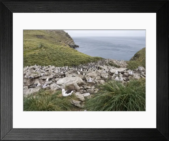 Framed Print : Black browed albatross and rockhopper penguins, West Point Island, Falkland Islands Framed Print : Black browed albatross and rockhopper penguins, West Point Island, Falkland Islands