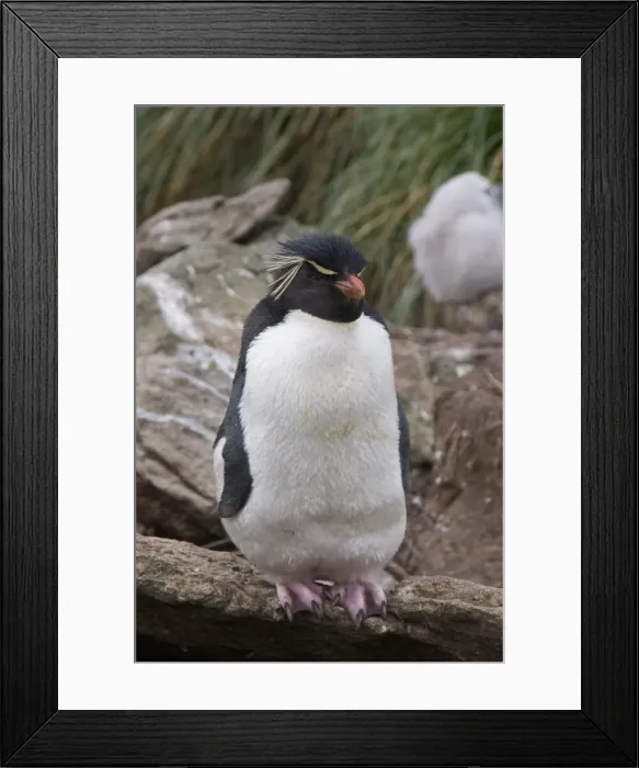 Framed Print : Rockhopper penguins, West Point Island, Falkland Islands, South America Framed Print : Rockhopper penguins, West Point Island, Falkland Islands, South America