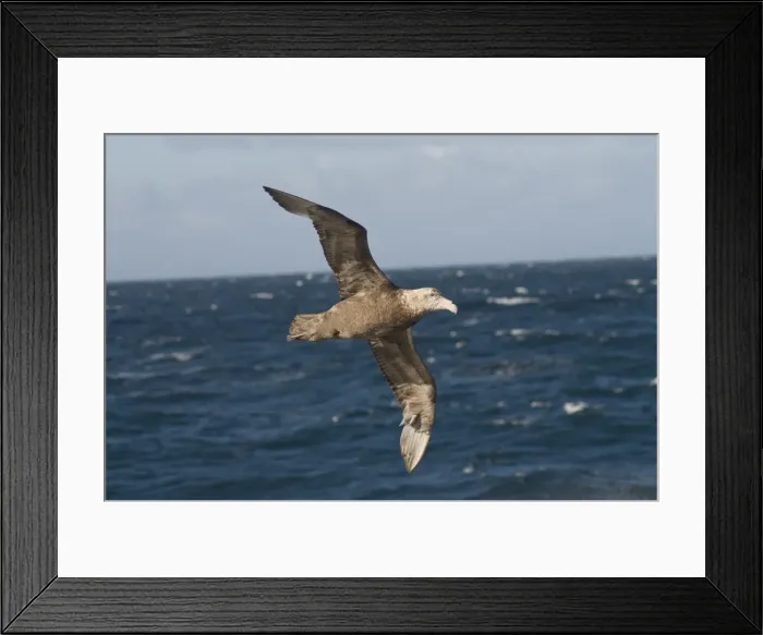Framed Print : Giant Petrel, near Falkland Islands, South Atlantic, South America Framed Print : Giant Petrel, near Falkland Islands, South Atlantic, South America