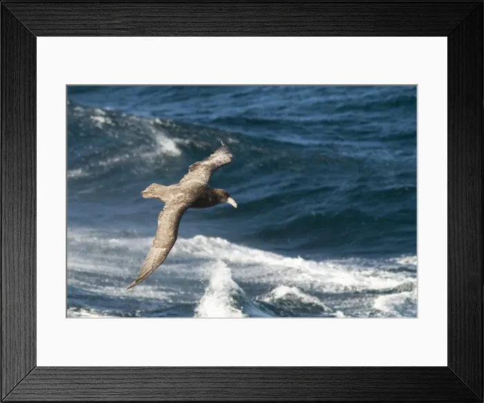 Framed Print : Giant petrel, near Falkland Islands, South Atlantic, South America Framed Print : Giant petrel, near Falkland Islands, South Atlantic, South America