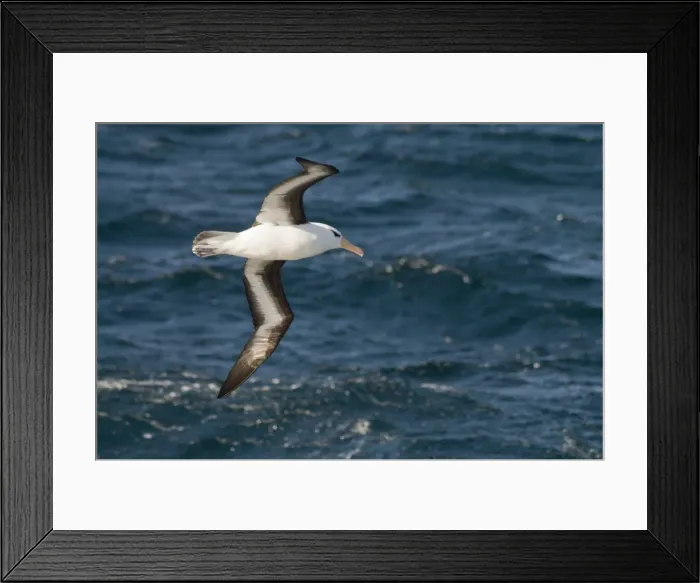 Framed Print : Albatross near Falkland Islands, South Atlantic, South America Framed Print : Albatross near Falkland Islands, South Atlantic, South America