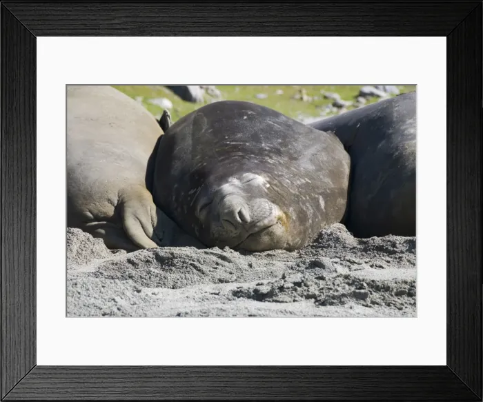 Framed Print : Elephant seals, Moltke Harbour, Royal Bay, South Georgia, South Atlantic Framed Print : Elephant seals, Moltke Harbour, Royal Bay, South Georgia, South Atlantic