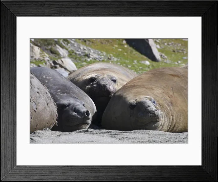 Framed Print : Elephant seals, Moltke Harbour, Royal Bay, South Georgia, South Atlantic Framed Print : Elephant seals, Moltke Harbour, Royal Bay, South Georgia, South Atlantic