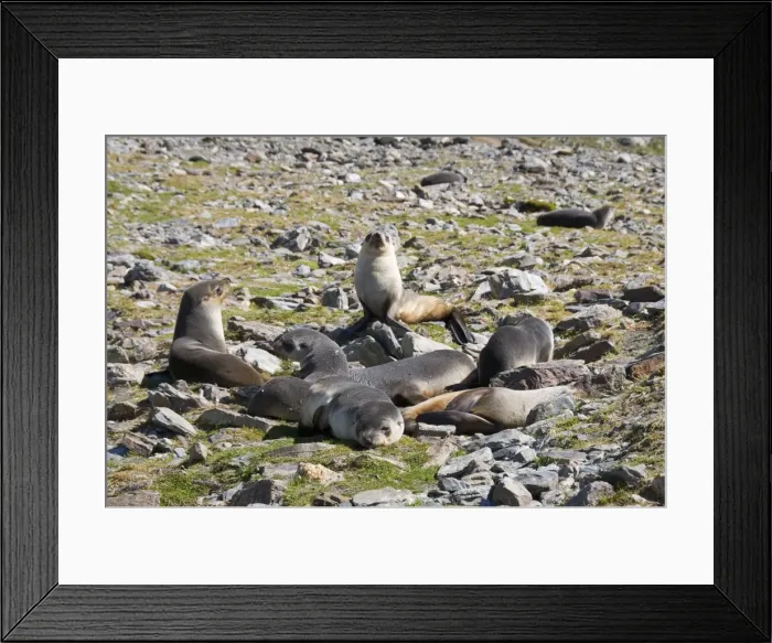 Framed Print : Fur seals, Moltke Harbour, Royal Bay, South Georgia, South Atlantic Framed Print : Fur seals, Moltke Harbour, Royal Bay, South Georgia, South Atlantic
